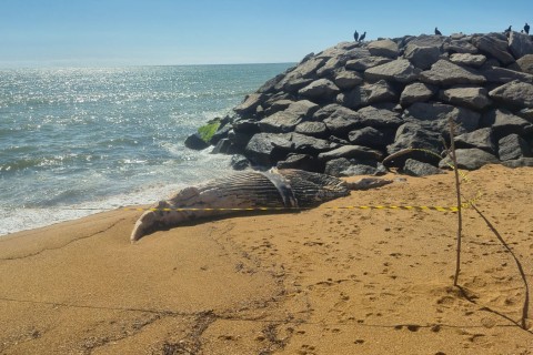 Filhote de Baleia-Jubarte é Resgatado em Marataízes com Apoio de Órgãos Ambientais